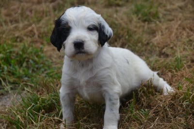 Les chiots de Setter Anglais