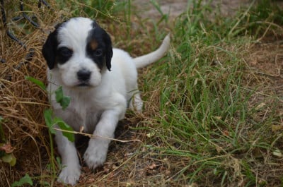 Les chiots de Setter Anglais