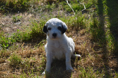 Les chiots de Setter Anglais