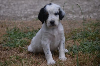 Les chiots de Setter Anglais