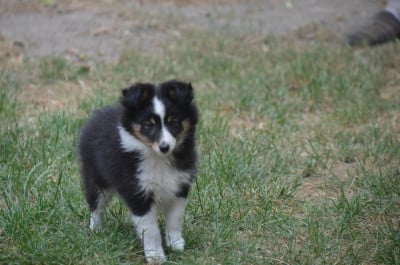 Les chiots de Shetland Sheepdog