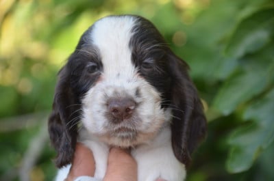 Les chiots de Cocker Spaniel Anglais