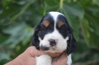 Les chiots de Cocker Spaniel Anglais