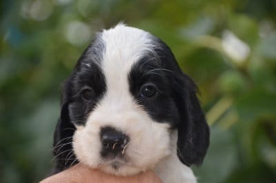 Les chiots de Cocker Spaniel Anglais