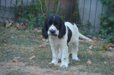 Les chiots de Cocker Spaniel Anglais