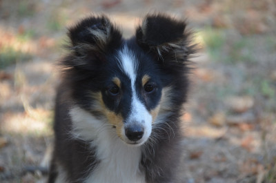 Les chiots de Shetland Sheepdog