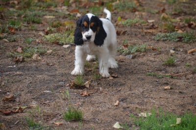 Les chiots de Cocker Spaniel Anglais