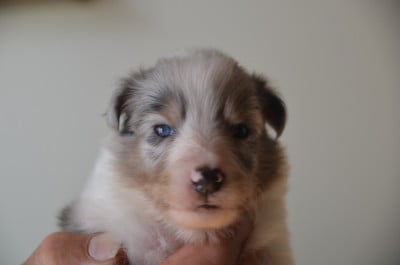 Shetland Sheepdog