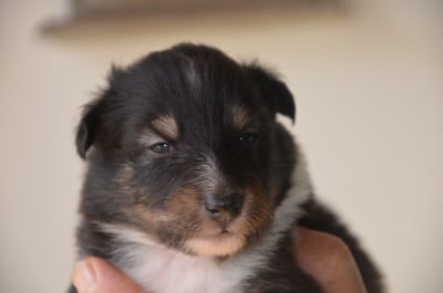 Chiot N°2 - Shetland Sheepdog