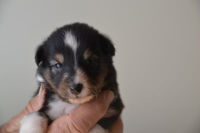 Chiot N°3 - Shetland Sheepdog