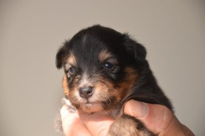 Chiot N°4 - Shetland Sheepdog