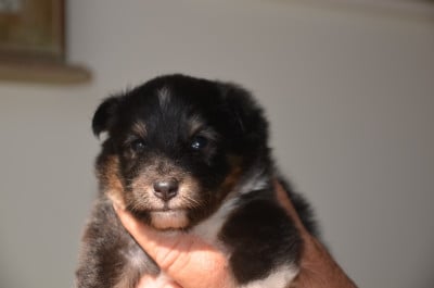 Chiot N°5 - Shetland Sheepdog