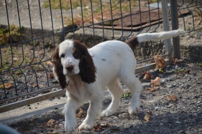 Cocker Spaniel Anglais