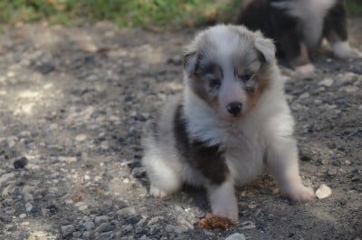 Les chiots de Shetland Sheepdog