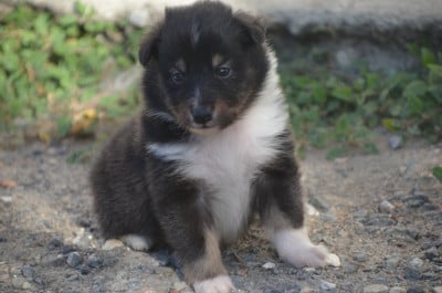 Les chiots de Shetland Sheepdog