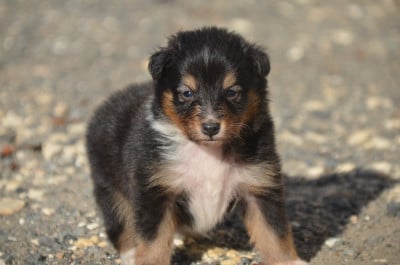 Les chiots de Shetland Sheepdog