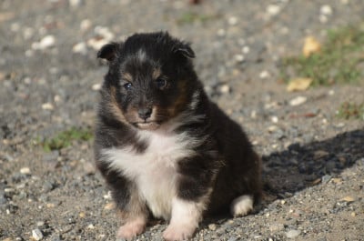 Les chiots de Shetland Sheepdog