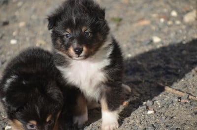 Les chiots de Shetland Sheepdog
