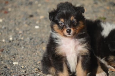 Les chiots de Shetland Sheepdog