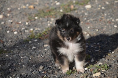 Les chiots de Shetland Sheepdog