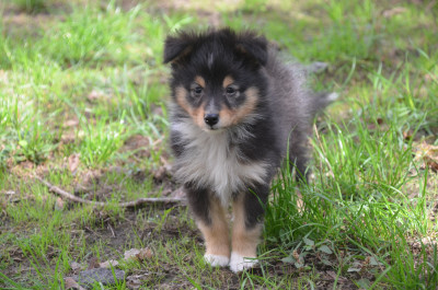 Les chiots de Shetland Sheepdog