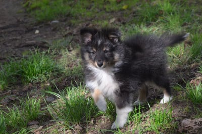 Les chiots de Shetland Sheepdog