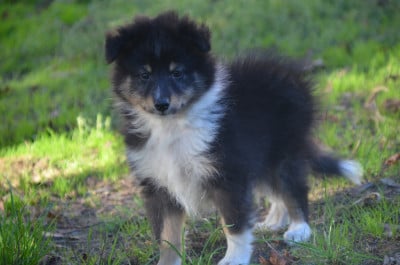 Les chiots de Shetland Sheepdog