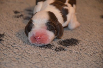 Les chiots de Cocker Spaniel Anglais
