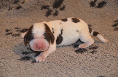 Les chiots de Cocker Spaniel Anglais