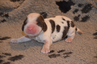 Les chiots de Cocker Spaniel Anglais