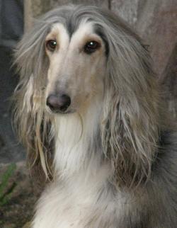 Publication : de la dehannaie