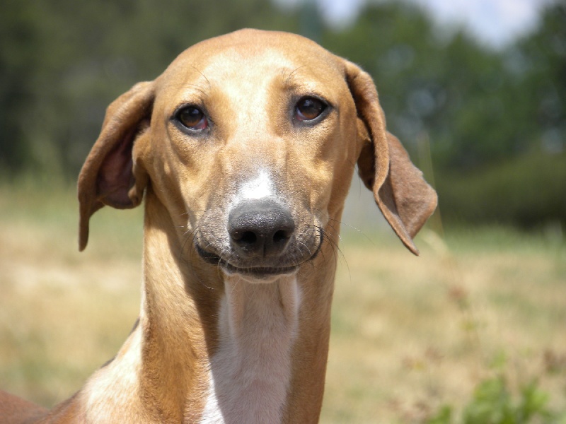 Publication : de la dehannaie