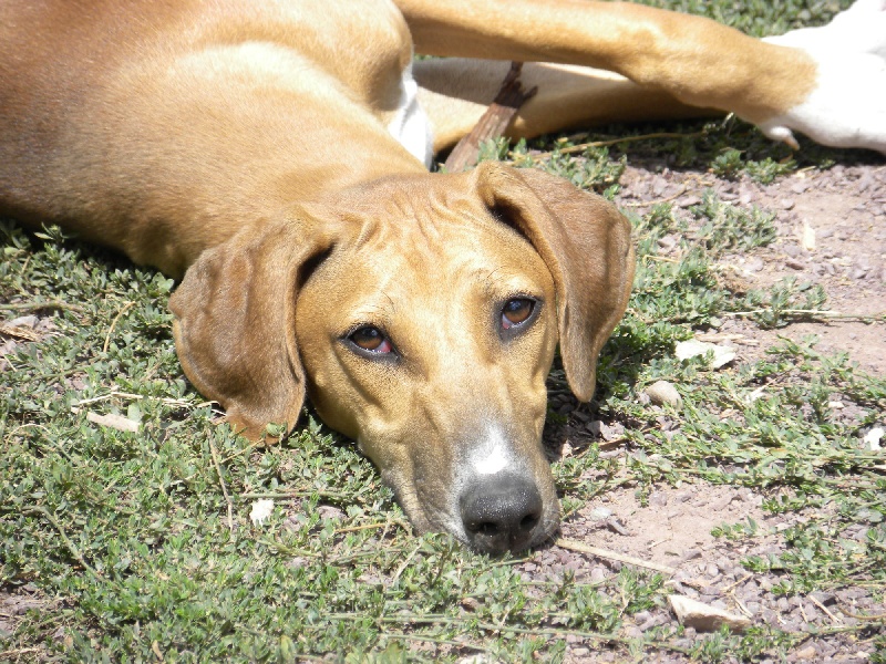 Publication : de la dehannaie