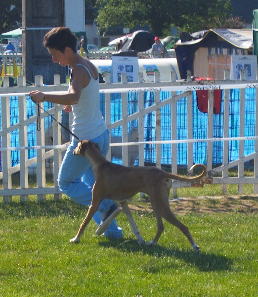 Elkhiffa de la dehannaie - meilleur puppy prometeur