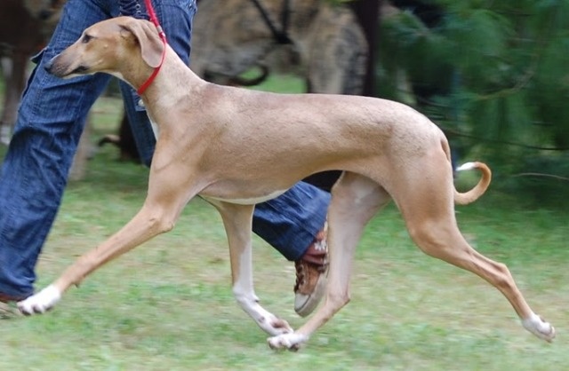 Elkhiffa de la dehannaie - prometteur