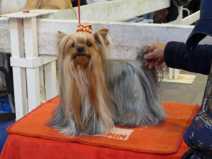 Abylis look and like (Sans Affixe) - 1ère classe ouverte RCACS