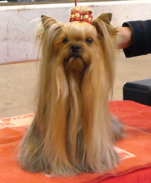 Abylis look and like (Sans Affixe) - CAC meilleur de race