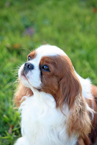 Publication : de cartledge