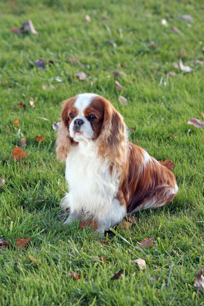 Publication : de cartledge