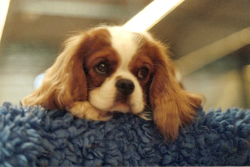 Publication : de cartledge