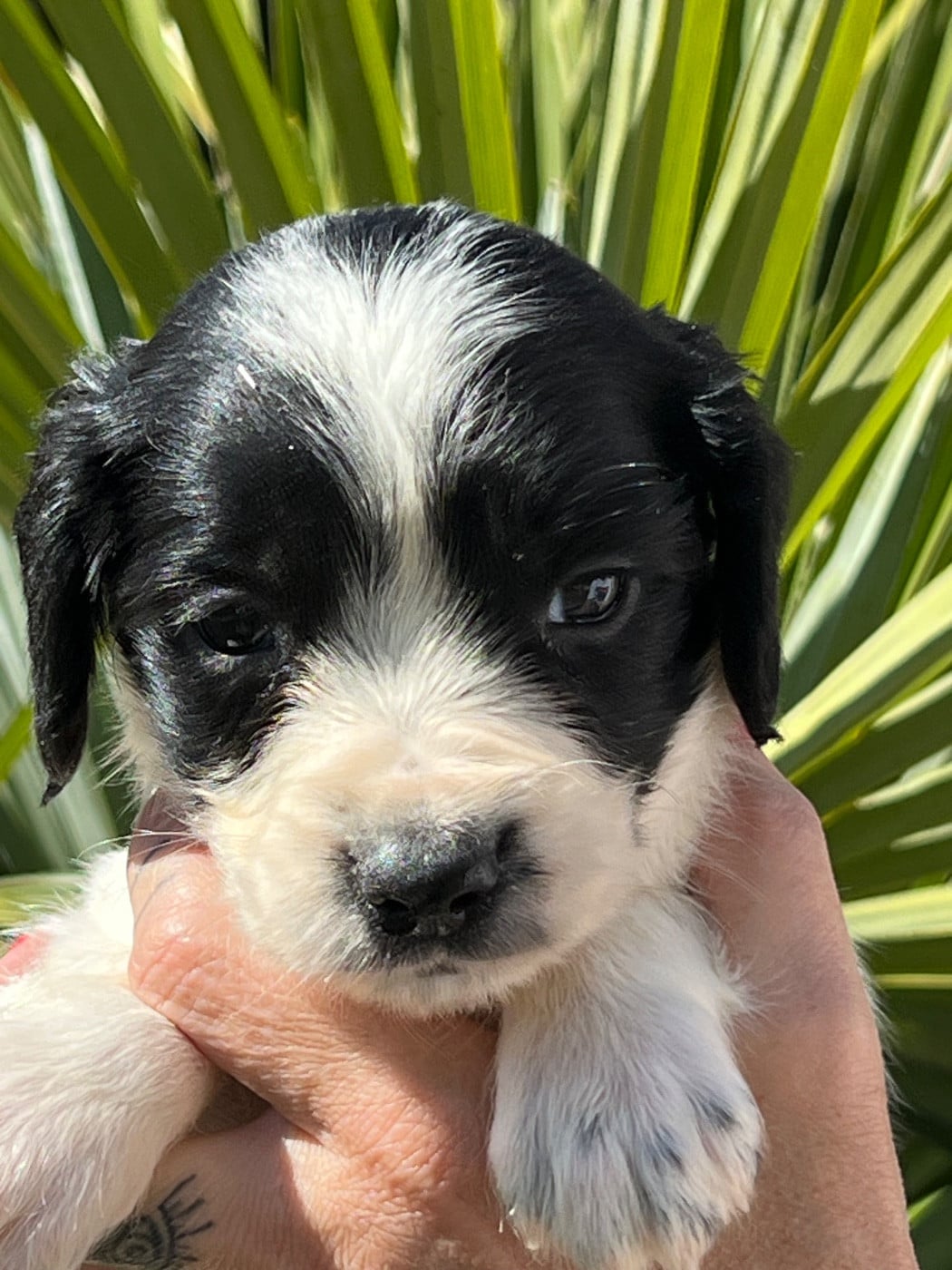 Chiot N°1
