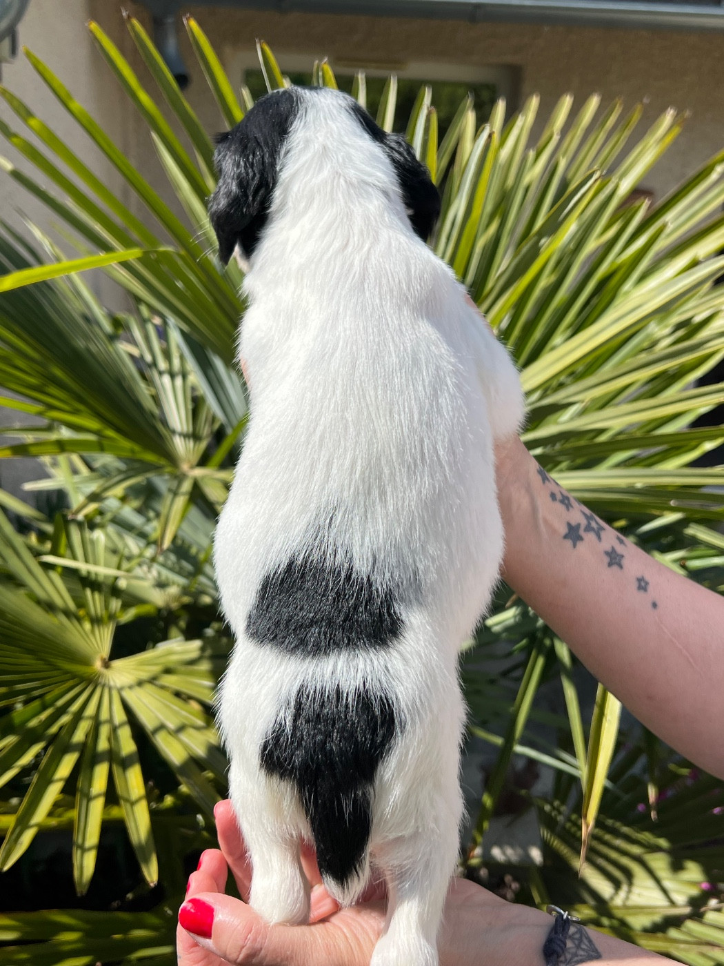 Chiot N°1