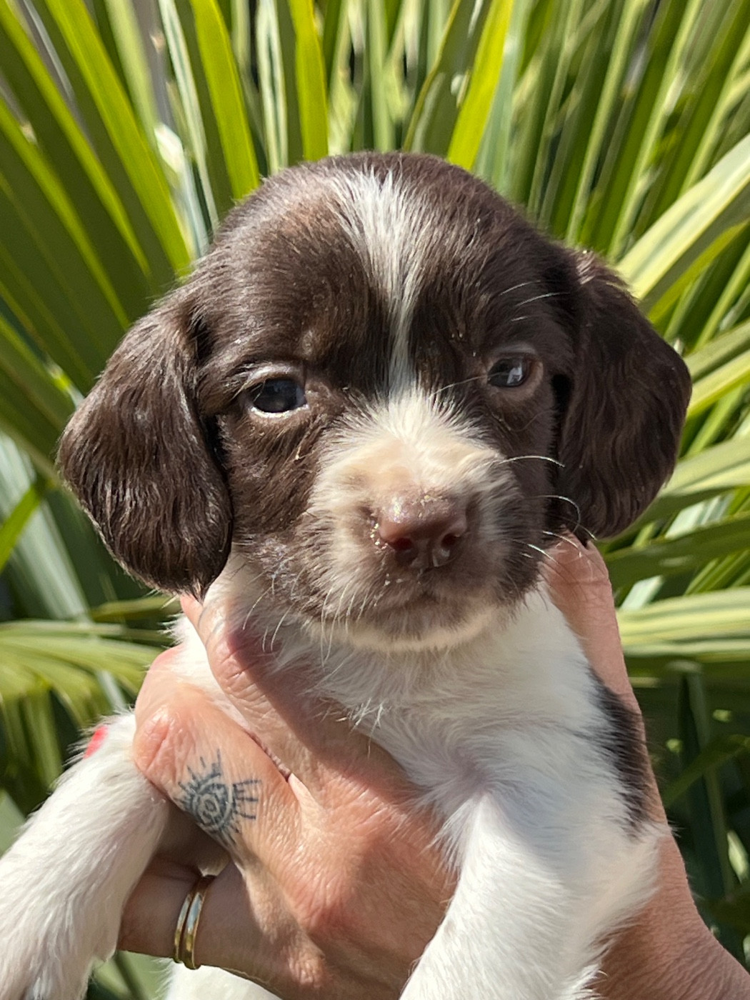 Chiot N°8