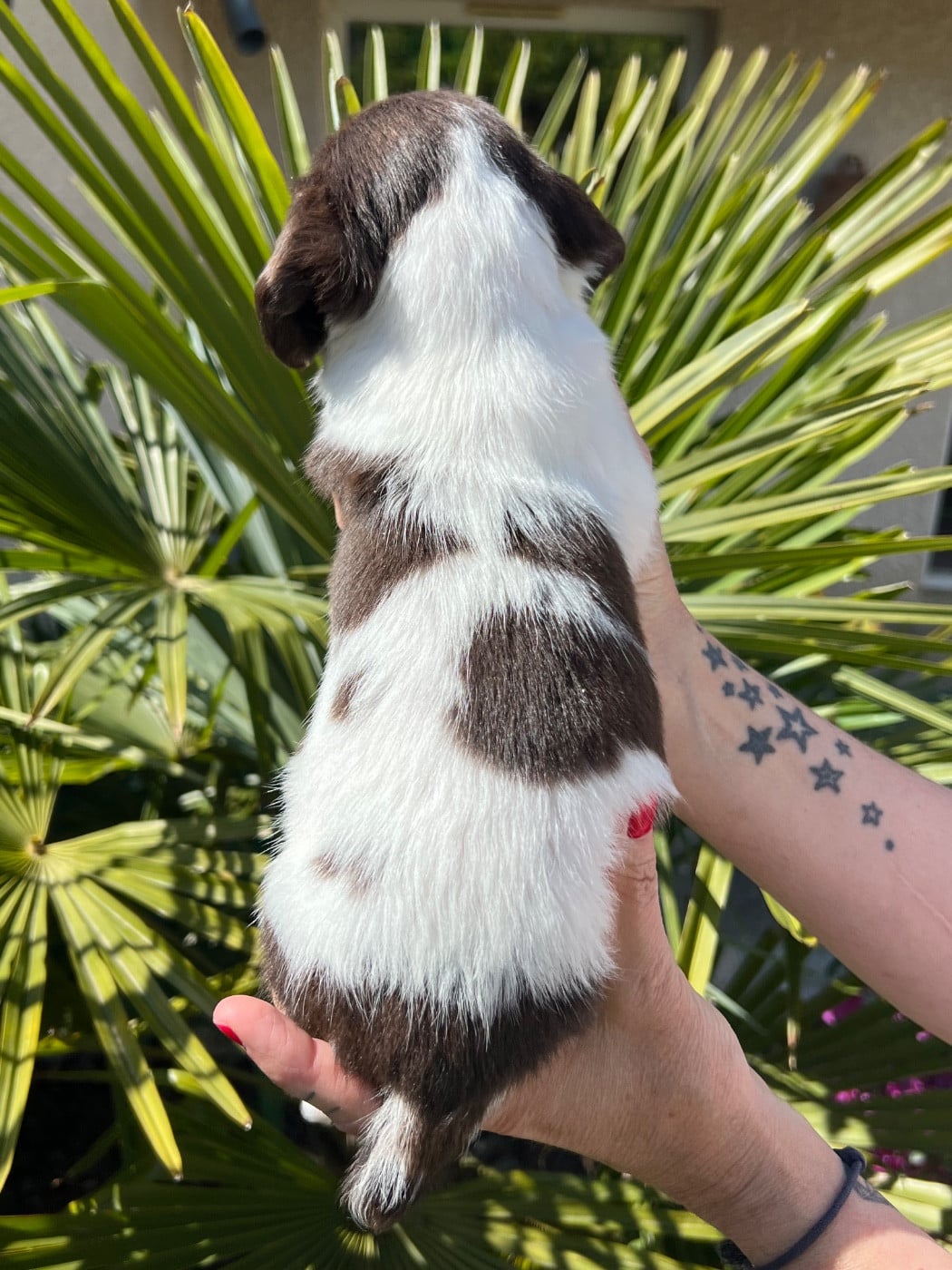 Chiot N°8