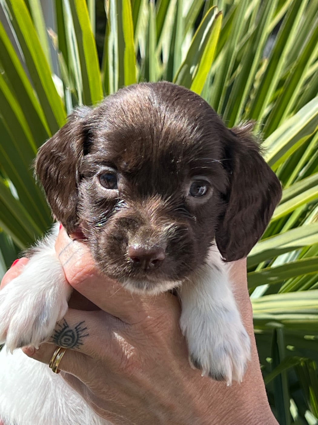 Chiot N°9