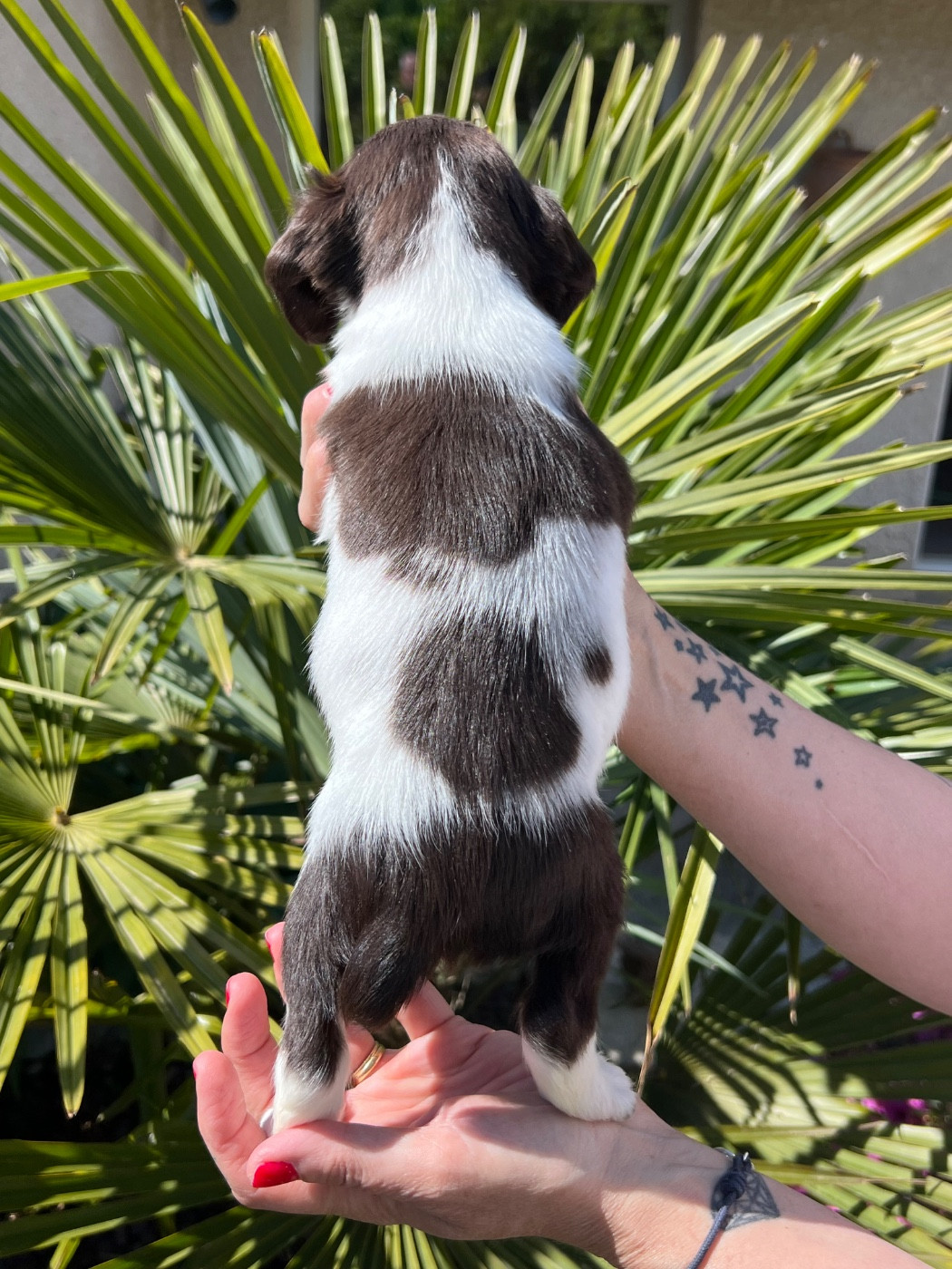 Chiot N°9