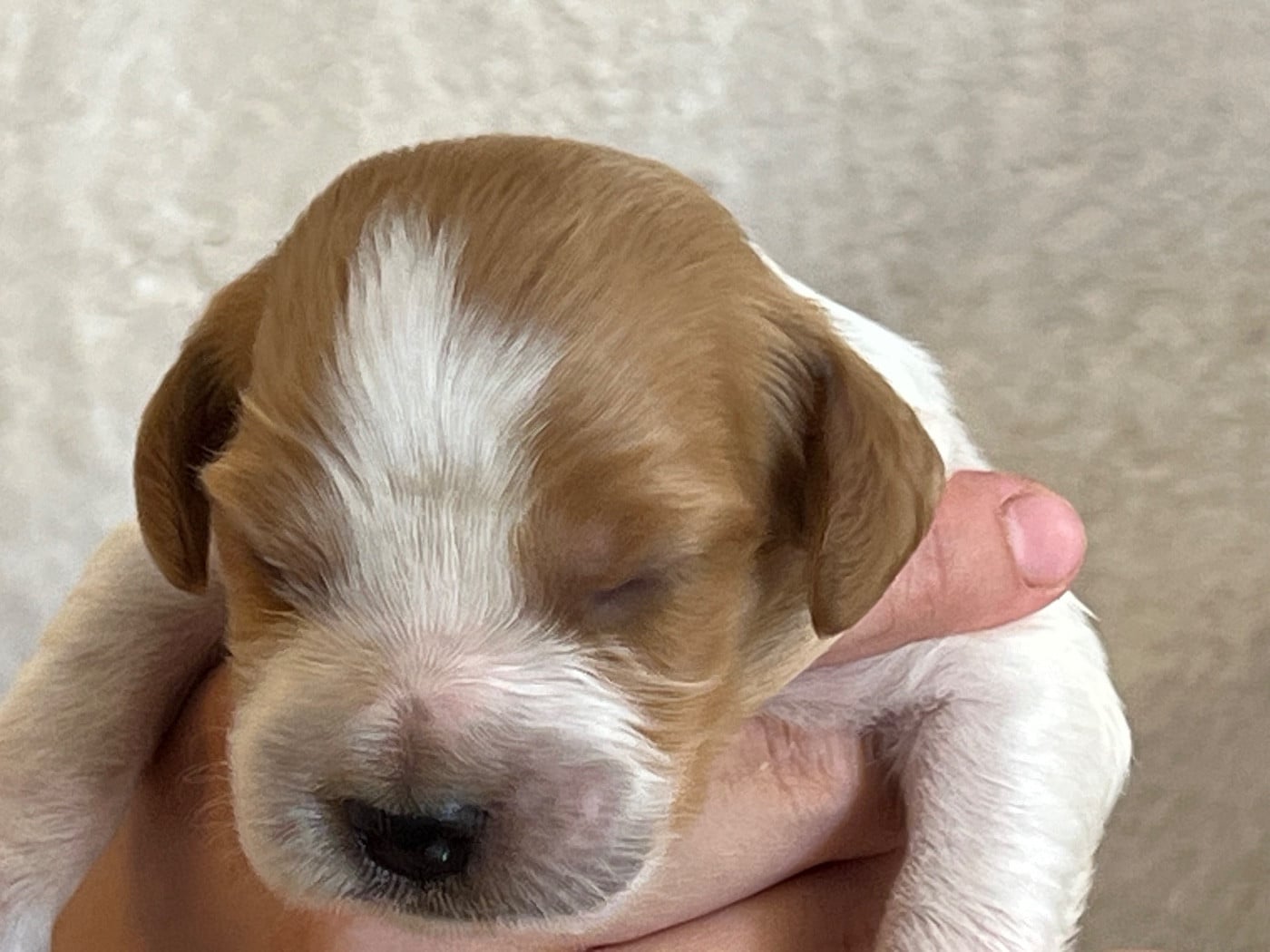 Chiot N°1