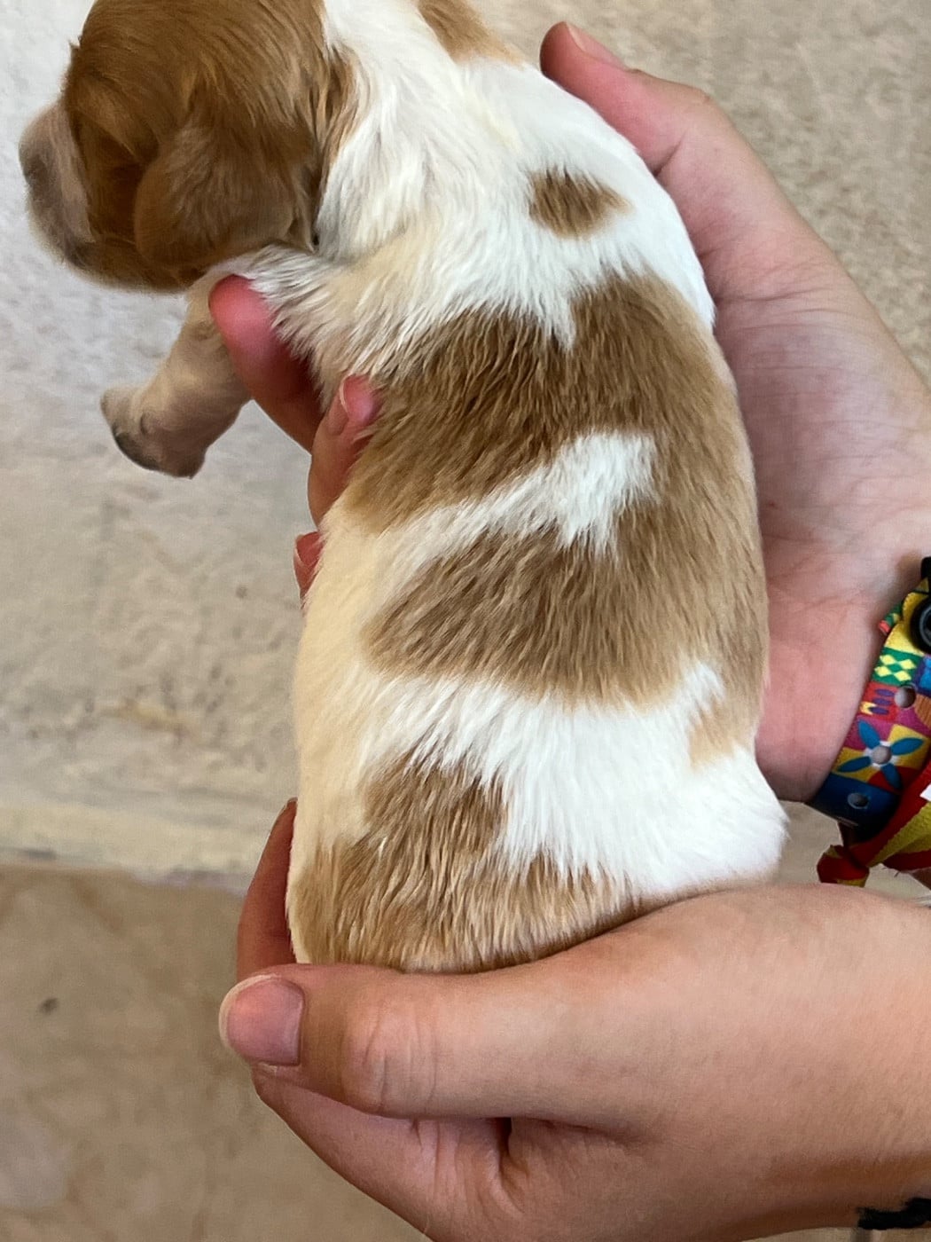 Chiot N°1