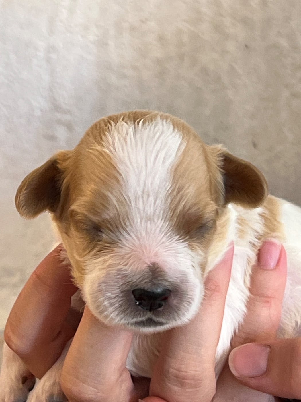 Chiot N°2