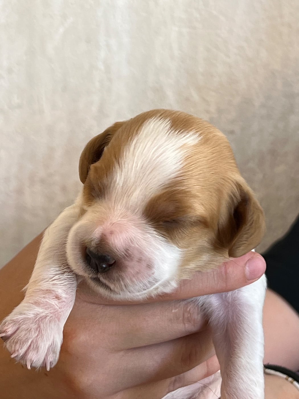Chiot N°3